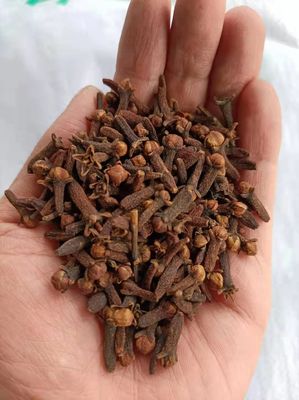 Επικυρωμένα QS καφετιά ξηρά επίγεια γαρίφαλα χορταριών ιατρικής παραδοσιακού κινέζικου